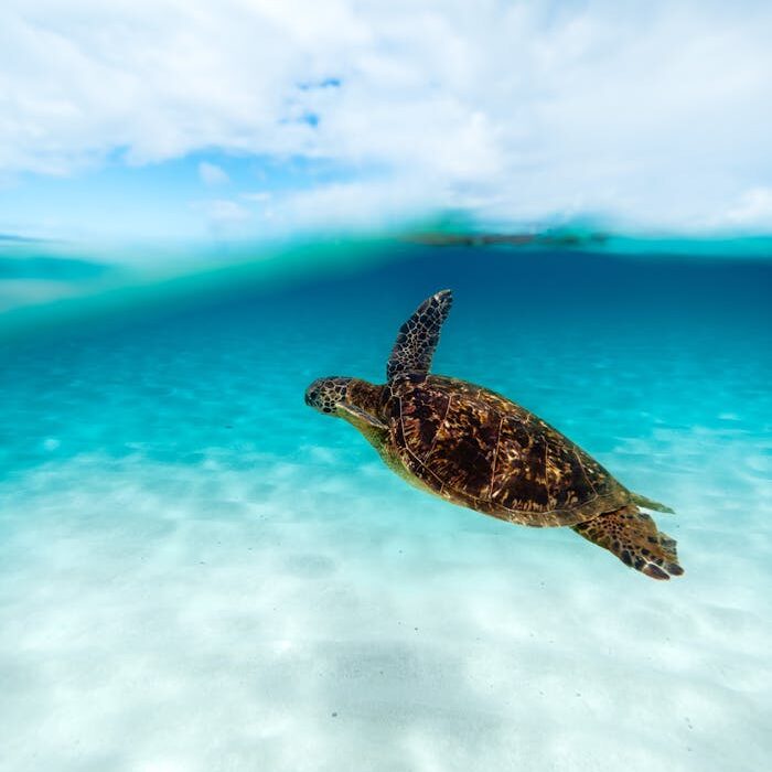 Turtle Swimming in the Sea